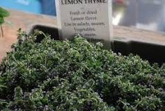 What type of thyme is most common?