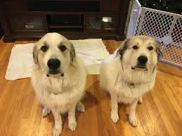 great pyrenees behave better