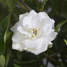 2 5 Qt August Beauty Gardenia Shrub With Fragrant White Flowers