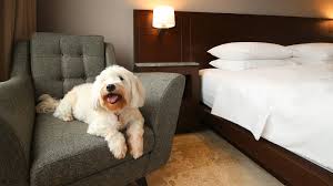 9 best pet friendly hotels in goa for a