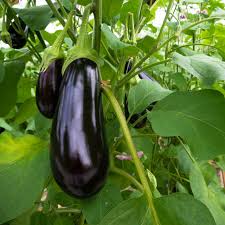planting and growing eggplant