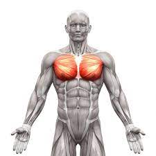 chest muscles compedium