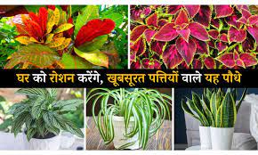 Best Foliage Plants With Colorful Leaves