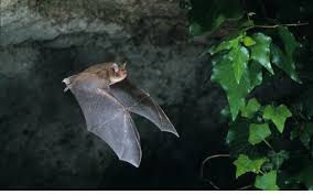 how much does bat removal cost
