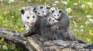 what you need to know about baby opossums