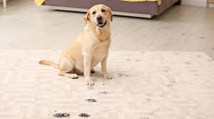 clean carpets if you re a pet owner
