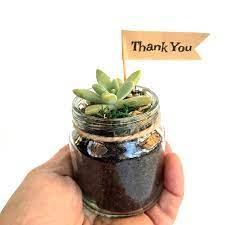 Mini Succulent In Glass Jar Onieres