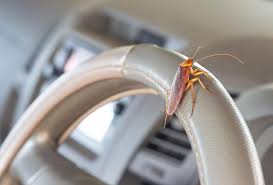 how to get rid of roaches in your car
