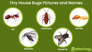 Tiny House Bugs Pictures And Names