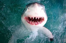 Apr 25, 2012 · how many teeth does a lemon shark have? Shark Teeth Via Aquarium Ny