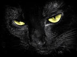 Αποτέλεσμα εικόνας για μαυρη αγρια γατα φωτο