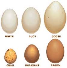 The Nibble Eggs Types Of Eggs