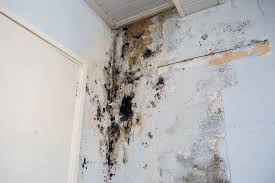 Mould Removal And How It Affects Your