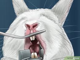 handle overgrown teeth in rabbits