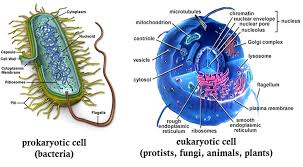 What Are Eukaryotic Cells Example