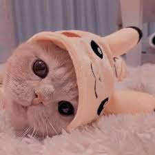 خـ لفـيا ت ف ـخ ـمــه anak kucing menggemaskan anak kucing gemas fotografi hewan