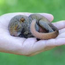 How To Care For A Baby Squirrel Everything You Ever Wanted