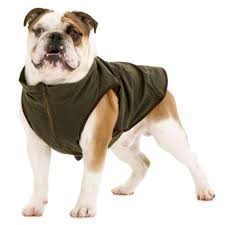 Windsor Style Jacket For Bulldog