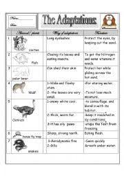 English Worksheet Some Animal S Adaptations Animal