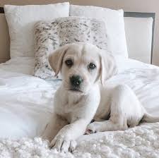 These 9 puppies were saved from a kill shelter in nc. Labrador Retriever Puppies Lab Puppy For Sale Lab Puppies For Sale Labrador Retriever Puppies For Sale Sammy Labrador Retriever