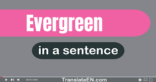 use evergreen in a sentence