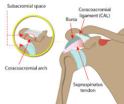 Image result for coracoacromial ligament