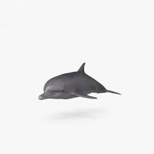 common bottlenose dolphin hd 3d model