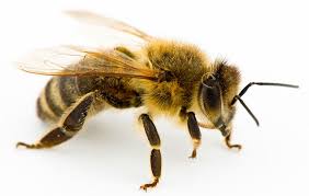 10 facts about honey bees national