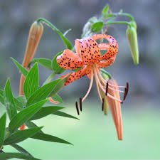 tiger lily lilium lancifolium flower
