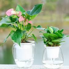 yirtree clear self watering planters
