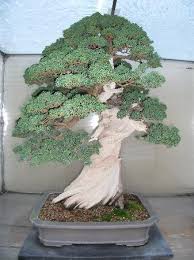 picture of pacific bonsai museum