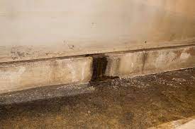 Basement Mold Removal Services In New