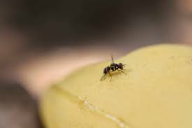 how to get rid of gnats in your home
