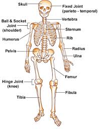 Human back bone chart back bones diagram human anatomy. Your Bones For Kids Nemours Kidshealth