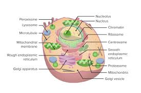 the cell organelles concise cal