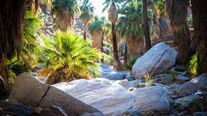 The Best Oasis Hikes in Greater Palm Springs