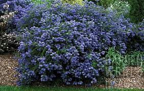 Resultado de imagem para california wild landscaping