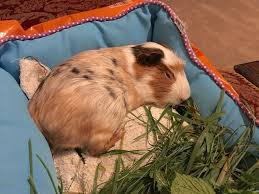 Guinea Pig Beds Hideouts Hammocks