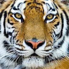 tiger face images