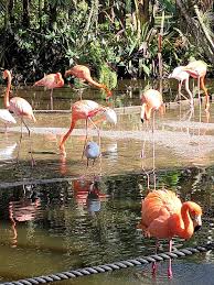flamingo gardens davie florida top