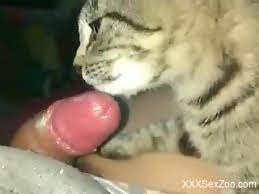 Animal cat porn
