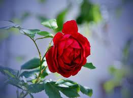 Red Rose Flower Red Rose Branch