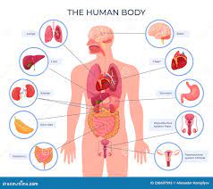 внутренняя схема расположения органов человеческого тела Иллюстрация  вектора - иллюстрации насчитывающей положение, учить: 236607593