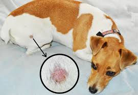 Disease may be acute, chronic, malignant, or benign. Dog Skin Cancer Types Signs And Treatments