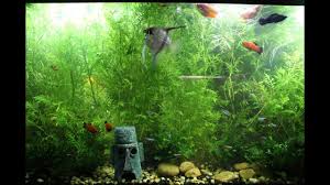 healthy aquarium plants without co2