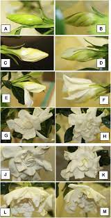 Postharvest Physiology Of Cut Gardenia