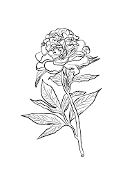 33+ peony coloring pages for printing and coloring. Peony Flower Coloring Pages Download And Print Peony Flower Coloring Pages
