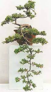 bonsai tree histories juniper bonsai