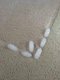 ice cube on carpet dents test diy