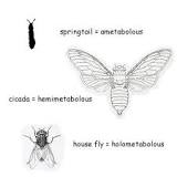 What are the three types of metamorphosis?